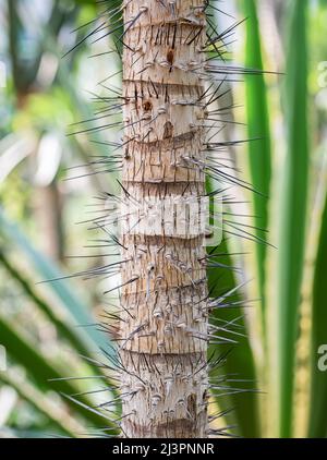 Detail with the trunk of Aiphanes minima spiny plant. Stock Photo