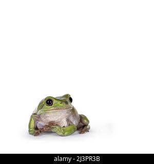 Green tree frog aka Ranoidea caerulea, sitting facing front. Looking towards camera. Isolated on a white background. Stock Photo