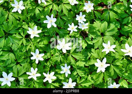 Small white blooming Wood Anemon flowers in forest Stock Photo