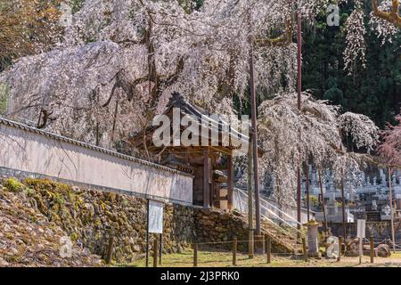 saitama, chichibu - april 04 2022: Japanese traditional buddhist architecture of a Yakuimon gate in Seiunji Temple famous for its majestic tall weepin Stock Photo