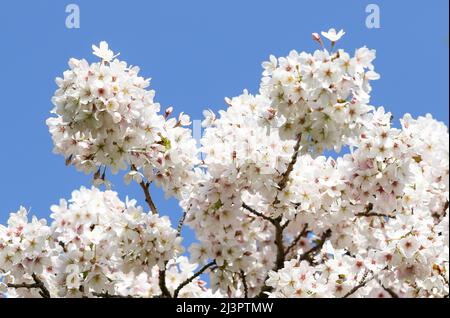 Spreading Plum tree (Prunus divaricata), pretty white flower blossoms on branches against blue sky. Spring in Dublin, Ireland Stock Photo