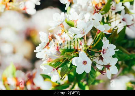 Spring blossoms of 'Spreading Plum' tree (Prunus divaricata), pink white flowers blooming during Spring Sakaru season. Macro closeup. Dublin, Ireland Stock Photo