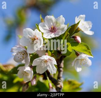 Spring blossoms of 'Spreading Plum' tree (Prunus divaricata), pink white flowers blooming during Spring Sakaru season. Macro closeup. Dublin, Ireland Stock Photo