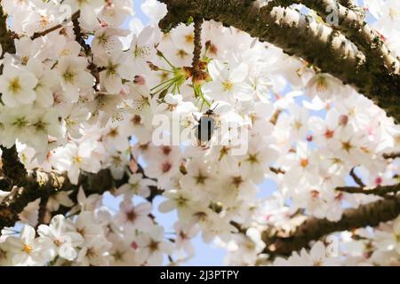 Bumblebee pollinates blossoms of Spreading Plum tree (Prunus divaricata). White flowers blooming during Spring Sakura season. Dublin, Ireland Stock Photo