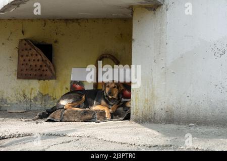 A young stray abandoned dog sleeps on a city street. Animal cruelty in the unrecognized republic of Transnistria. Stock Photo