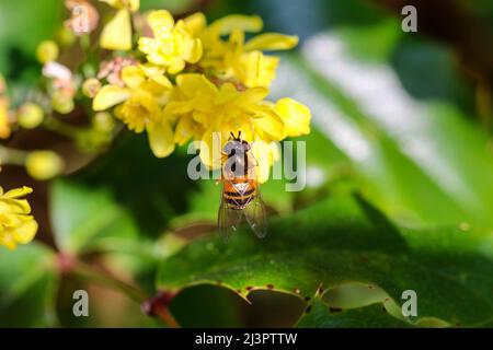 Hoverfly or hover fly "Syrphid" on yellow flowers of Mahonia shrub flowering in Spring. Dublin, Ireland Stock Photo