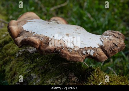 Fungus growing on dead wood in The Cover, Drumnadrochit. Stock Photo
