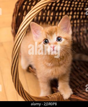 Cute timid ginger tabby kitten standing in tumbled wicker basket. House cat. Felis silvestris catus. Closeup a beautiful curious kitty with wide eyes. Stock Photo