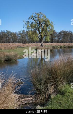 Looking through the long grass over the pond at Bushy Park Surrey Stock Photo
