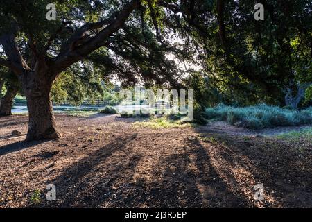 Large oak trees casting shadows in early morning light at Chatsworth Park South in the San Fernando Valley area of Los Angeles, California. Stock Photo