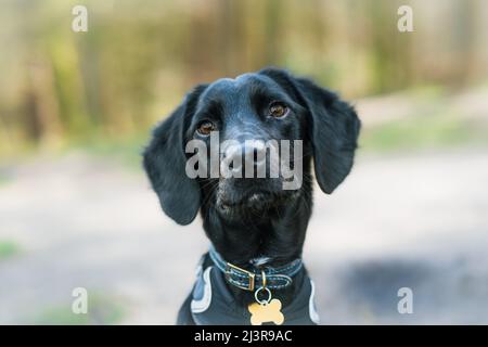 Head shot Portrait of a smooth coat black labradoodle puppy - a cross between a Labrador dog and a poodle. Stock Photo