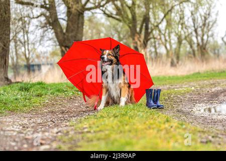 Border Collie Umbrella - Tri Border Collie Umbrella - Tri