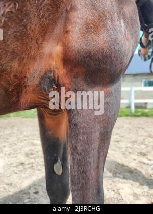 Dark side of horse riding. Abrasion on the skin from the saddle and girth. Vertical shot. High quality photo Stock Photo