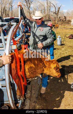 Cowboys brand young calf in squeeze shoot; spring branding event on the Hutchinson Ranch near Salida: Colorado; USA Stock Photo