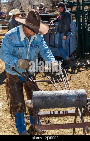 Cowboy heats branding irons; spring branding on the Hutchinson Ranch near Salida: Colorado; USA Stock Photo
