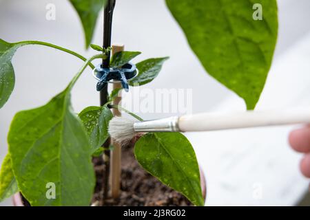 Cleaning the trialeurodes vaporariorum whiteflies colony from the chili plant. High quality photo Stock Photo