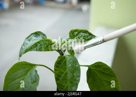 Cleaning the trialeurodes vaporariorum whiteflies colony from the chili plant. High quality photo Stock Photo