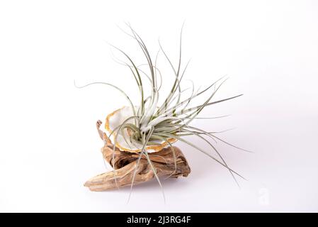 Tillansia air plants and driftwood isolated on white background Stock Photo