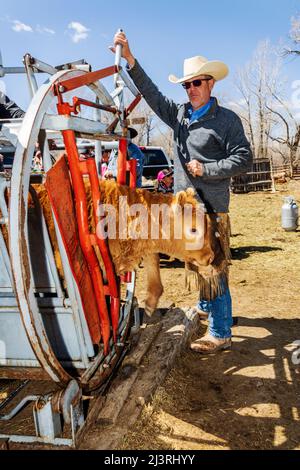 Cowboys brand young calf in squeeze shoot; spring branding event on the Hutchinson Ranch near Salida: Colorado; USA Stock Photo