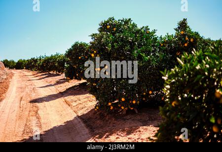 Juicy and just waiting to be picked. Shot of oranges growing on trees on a farm. Stock Photo