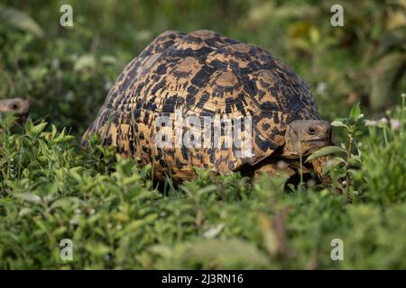 Leopard Tortoise, Tanzania Stock Photo