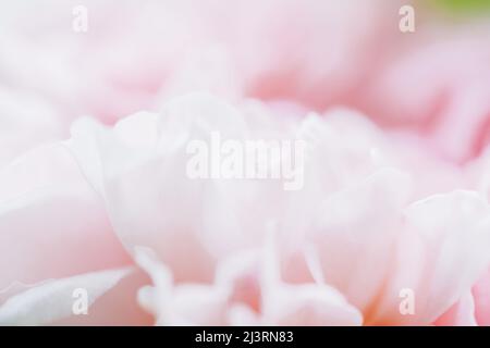 Pink defocused blurred roses flowers background. Abstract flower backdrop. Macro of pink petals texture Stock Photo