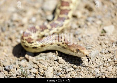 Pacific Gopher Snake Adult Sticking Out Tongue. Joseph D Grant Ranch County Park, Santa Clara County, California, USA. Stock Photo