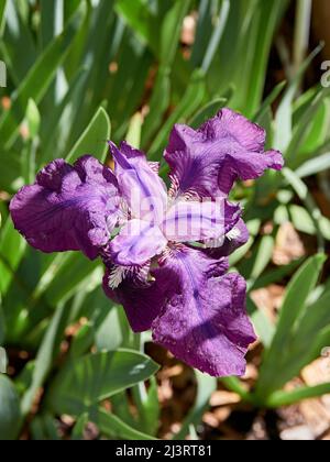Flowering or blooming purple iris flower in a home garden. Stock Photo