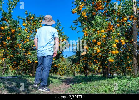 Tourists visit and admire the ripe tangerine garden waiting to be harvested in the spring morning in the highlands of Da Lat, Vietnam Stock Photo