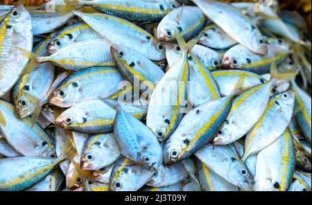 Freshly caught Yellow striped Scad fish for sale at a fresh seafood market in a central coastal fishing village in Vietnam Stock Photo