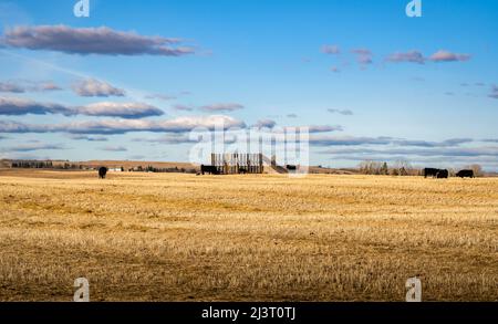 Cattle graze near a wind shelter on a rural prairie harvested field in Rocky View County Alberta Canada. Stock Photo