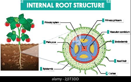Diagram showing internal root structure illustration Stock Vector Image ...
