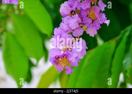 Close-up bunch of purple lagerstroemia hybrid flower bloom on tree branch Stock Photo