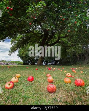 Fallen apples on lawn under apple tree Stock Photo