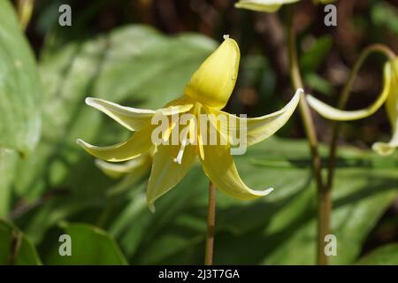 Closeup yellow flowers of a cultivar of Trout Lily, Dogtooth Violet, Adder’s tongue (Erythronium dens-canis ‘Pagoda) Family: Liliaceae. Dutch garden, Stock Photo
