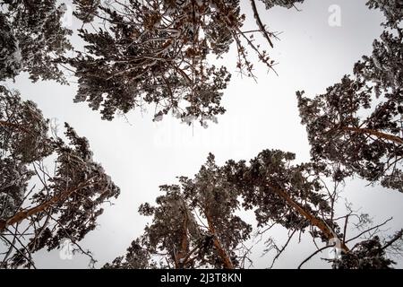 Tops of forest pines in winter season. View from bottom to top. Stock Photo