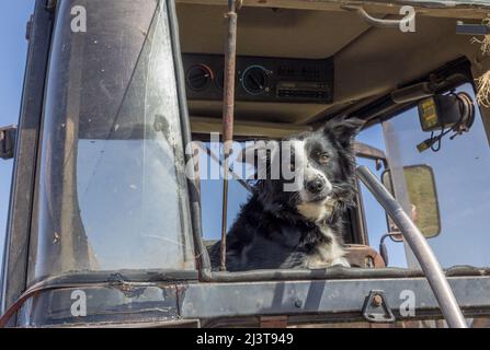 Crookhaven, Cork, Ireland. 09th April, 2022. Sheep dog Rexie sitting in the cab of Edward Burchill's tractor as he spreads fertiliser on farmland outside Crookhaven, Co. Cork, Ireland. - Picture David Creedon Stock Photo