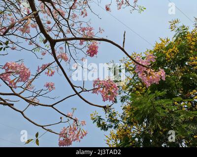 Pink Tabebuia rosea tree with flowers in full bloom along with yellow copper pod flowers on the Eastern express highway in Mumbai, Vikhroli area oppos Stock Photo