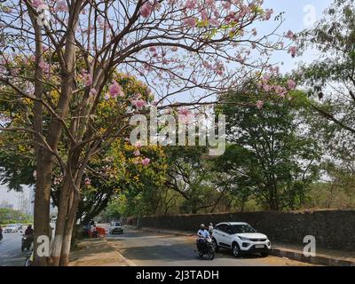 Pink Tabebuia rosea tree with flowers on the Eastern express highway in Vikhroli area opposite to Godrej Industrial campus. Stock Photo