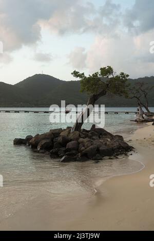 Martinique, Antilles Françaises, Saint Anne, bord de mer, mer caraïbes, caraïbes,  beach of the Club Med Stock Photo