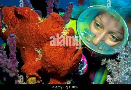 Scuba diver looking at a Giant anglerfish (Antennarius commersoni), Ari Atoll, Maldives, Indian ocean, Asia Stock Photo