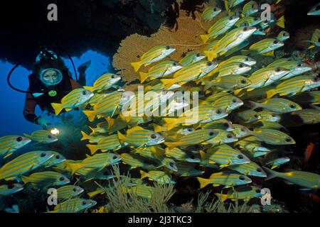 Scuba diver behind a big schooling Bluestripe snappers (Lutjanus kasmira), Ari Atoll, Maldives, Indian Ocean, Asia Stock Photo