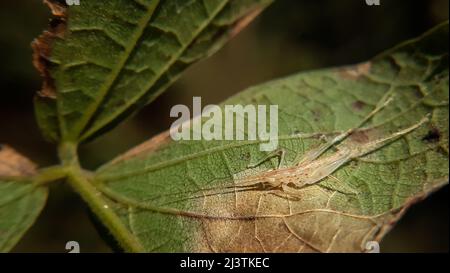 Magnificent transparent insect sitting on yellow green leaf Tree crickets (nymph)are insects of the order Orthoptera. Stock Photo