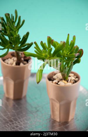 Succulent plant Sedum family Crassulaceae. A flower in a glass with pebbles. Unpretentious home living plant. Mini garden. Stock Photo