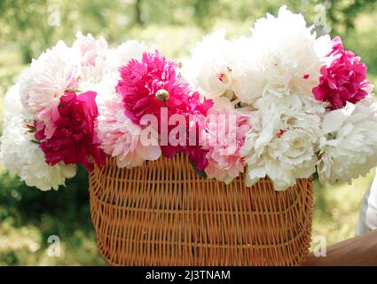 White and pink peonies in a basket on a green lawn, close-up with blurred background, partial sharpness, summer concept Stock Photo
