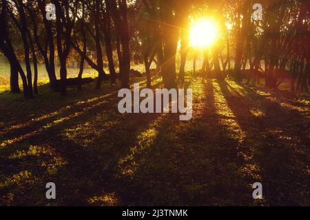 red sunset sun rays trees Stock Photo