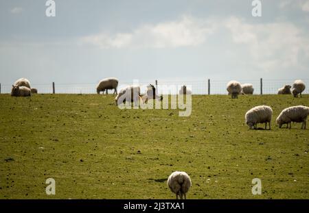 welsh mountain sheep in grazing pasture Stock Photo