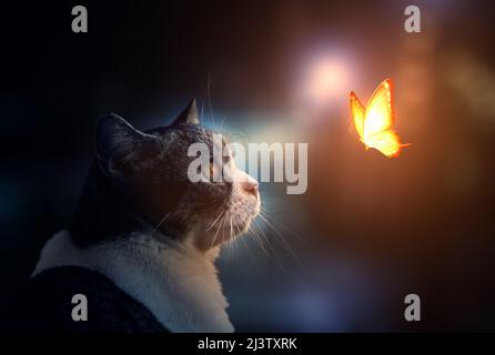 The Cat is looking on Fantastic light Butterfly. Stock Photo