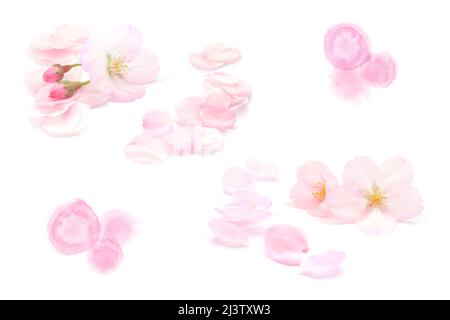 Japanese natural pink cherry blossom isolated, watercolor paint, flower petals, pure white background, spring abstract Stock Photo