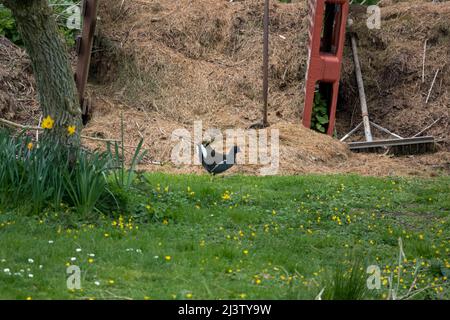 a moorhen (Gallinula) walks the the grass bank searching for food Stock Photo